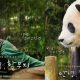 Film Dokumenter Korea Tentang Kisah Panda Fubao akan Rilis September