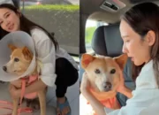 Anjing Peliharaan Terdiagnosis Kanker, Aum Patchrapa Pilih Kurangi Aktivitas Kerja