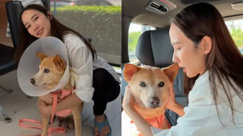 Anjing Peliharaan Terdiagnosis Kanker, Aum Patcharapa Pilih Kurangi Aktivitas Kerja